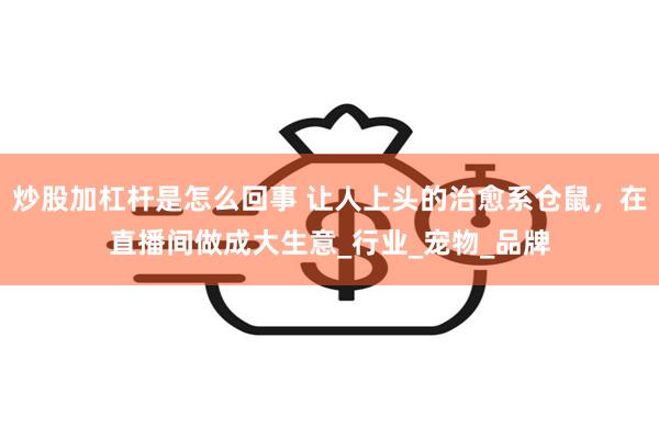 炒股加杠杆是怎么回事 让人上头的治愈系仓鼠，在直播间做成大生意_行业_宠物_品牌