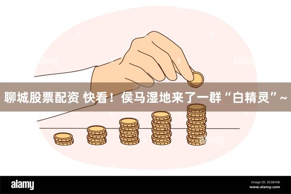 聊城股票配资 快看!侯马湿地来了一群“白精灵”~